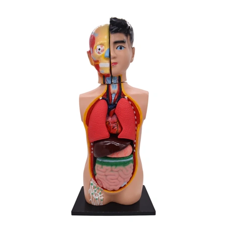 Модель «Торс человека», 65 см